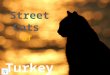 Street cats of turkey (v.m.)