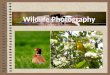 Wildlife Photography â€“ How To Live And Enjoy It To The Fullest