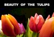 Beauty of the Tulips