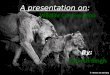 Wildlife conservation in India(ppt)