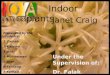 Presentation(Indoor plants - Janet Craig)