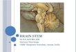 Brain stem 2014