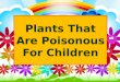 Plants that are Poisonous for Children | Bright Start Academy