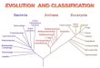 Evolution and Classification