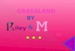 Grassland by Morgan & Riley