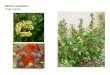 Mahonia aquifolium   web show