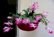 Nice Schlumbergera Flowers For You