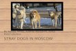 Stray dogs in moscow powerpoint