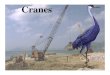 2009 Face Conference Orosha Cranes Wooley
