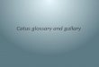 Catus glossary and gallary