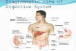 Gastrointestinal System Ppt.-new