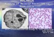 Malaria Cellbiology Presentation