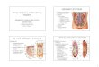 Urinary Tract Anatomy 2007