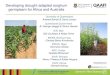 GRM 2013: Developing drought-adapted sorghum germplasm for Africa and Australia -- A Borrell