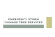 Emergency Storm Damage Tree Services