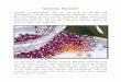 Gemstones wholesale