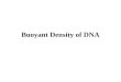 Buoyant Density of DNA