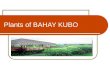 Plants of Bahay Kubo