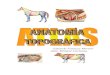 Atlas de Anatomia Topografica