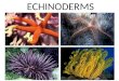 Echinoderm powerpoint