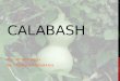 Calabash for iPhone apps