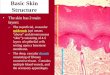 Skin - histology