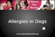Finding Help for Dogs with Allergies