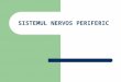 C7 - Sistemul Nervos Periferic