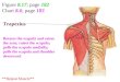 3.  posterior shoulder  back(1)
