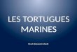 Les Tortugues Marines