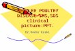 Broiler Poultry Disease