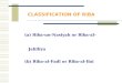 Classification of Riba