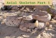 Axial Skeleton   Skull