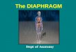 Diaphragm Lecture