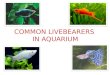 Common livebearers in aquarium