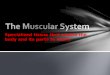 Muscular system: M- mobility, U- unity, S- strength, C- coordination, L- locomotion and E- Endurance
