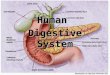 Human digestion teacher