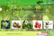 Genius Nature Herbs Private Limited Tamil Nadu India