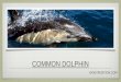 Common Dolphin Facts (Delphinus Delphis)