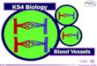Ks4 blood vessels