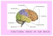 Functional ares-of-our-brain-11362