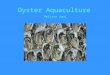 Oyster aquaculture