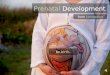 Prenatal development from conception to birth (bsp 1-b)