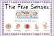 The five senses felsy