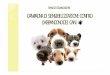 Piano di comunicazione - Campagna di sensibilizzazione contro l'abbandono dei cani