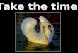 Take Time Swan