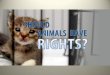 Should Animals Have Rights? - Facts, Stats & Infographic