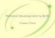 Prenatal Develepment & Birth