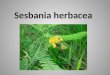 Sesbania Herbacea