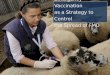 Emergency Vaccination as a Strategy To Control FMD